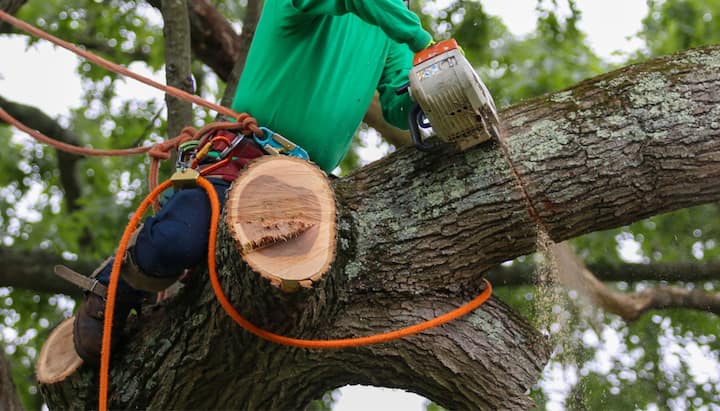 Shed your worries away with best tree removal in Houston