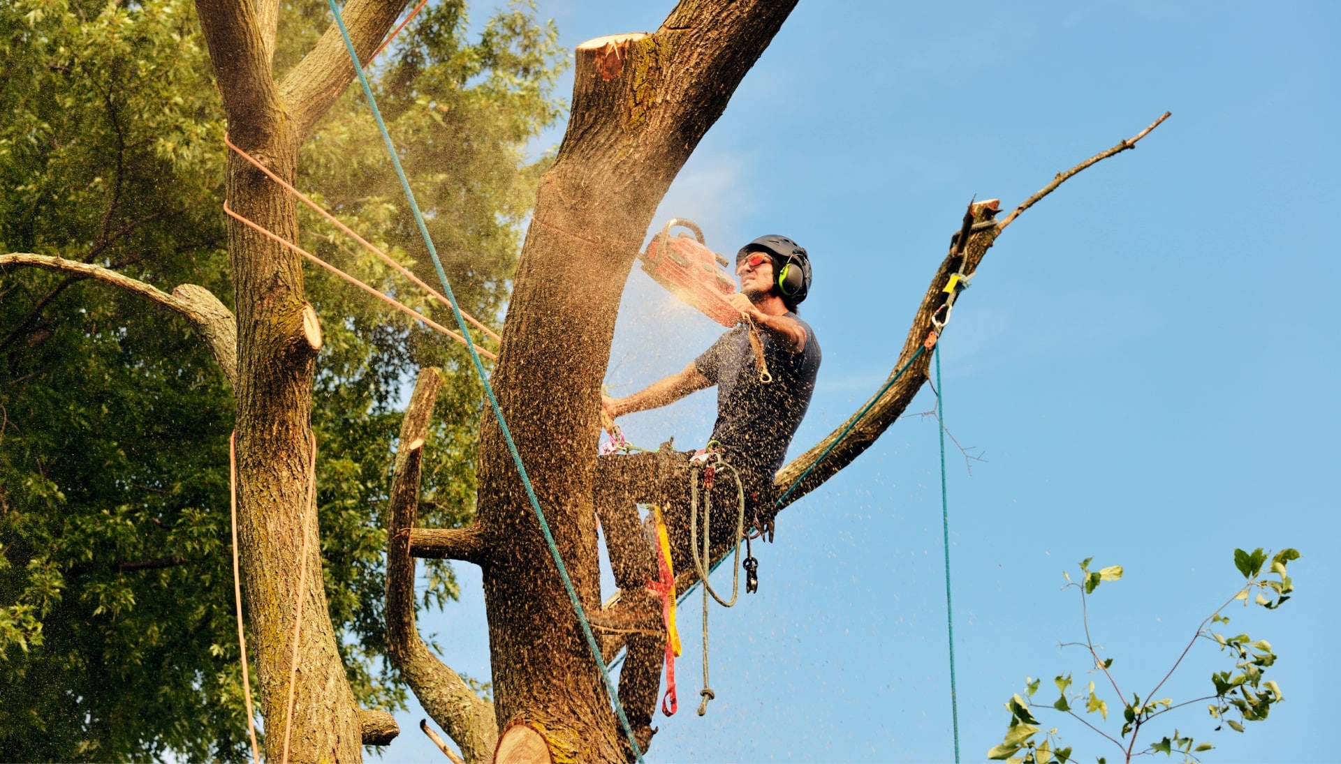 Get rid of tree problems with the expert tree removal contractors in Houston