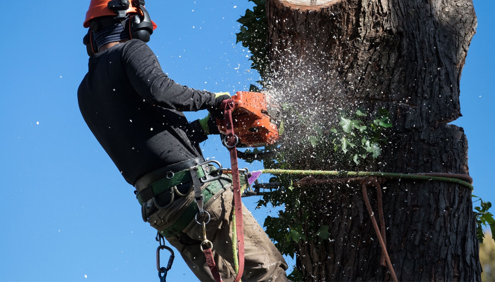 Professional Tree removal solutions in Houston